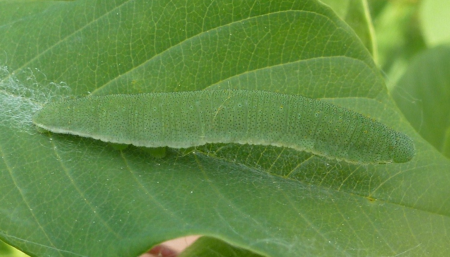 Gonepteryx cf. rhamni